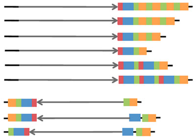 Genome structural variation