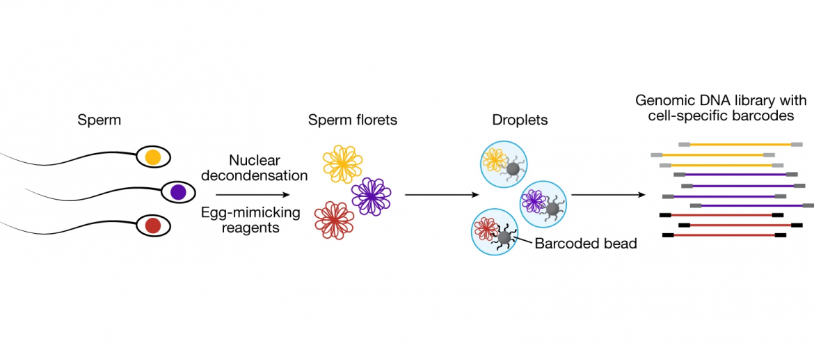 McCarroll Lab - Department Of Genetics, Harvard Medical School