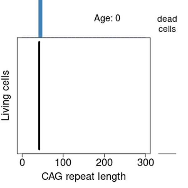 Distribution of SPN CAG repeat lengths over time